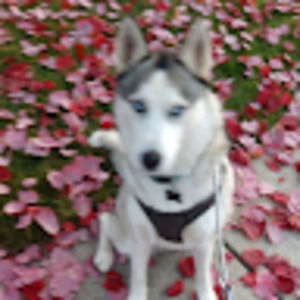 Meet your Posher, Carrie